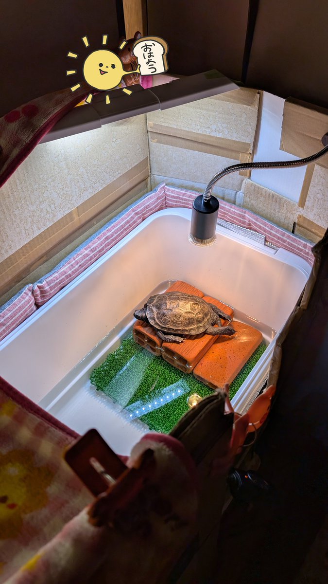 kiichannomama's tweet photo. おはよ〜ぉのびのび〜〜ぃ🐢💡
#クサガメ #クサガメのいるくらし #きなこくん #きぃちゃん #16歳 #turtle #blackturtle #kusagame #大好き #ママの宝物 #愛息子 #おはようございます #紫外線浴 #のびのぴ https://t.co/NeJTbXmvN1