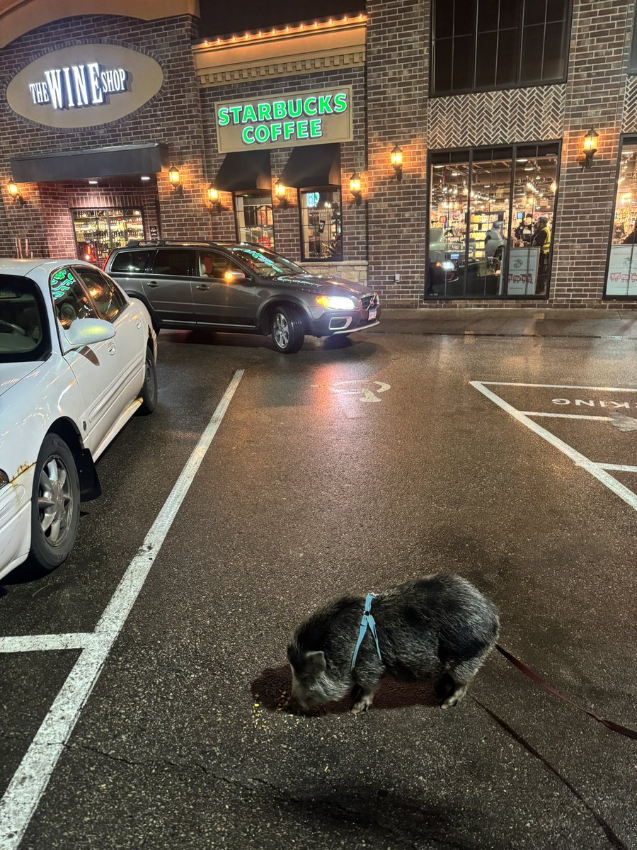 _AudreyKennedy's tweet photo. Someone left their pig tied up outside the St. Paul Kowalski’s ???? https://t.co/s9RWs9oUem