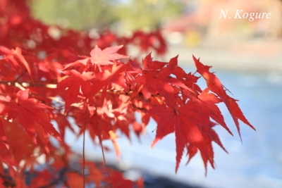 NekoKogure's tweet photo. Autumn leaves are probably nearing their final show.
#nature #plants #treess #AutumnColors #photography https://t.co/CbnKlUvT3g