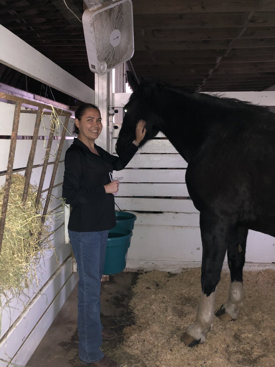 AnnieHorsey's tweet photo. Annie was rescued in November 2020 by my boss from activation based on a picture and description. This is when I first met her, after her quarantine, and I fell in love! This account will mark her journey to trust and grow 💜🧡💜

#rescuehorse #myfirsthorse #learningtogether https://t.co/PeSMaU7idQ