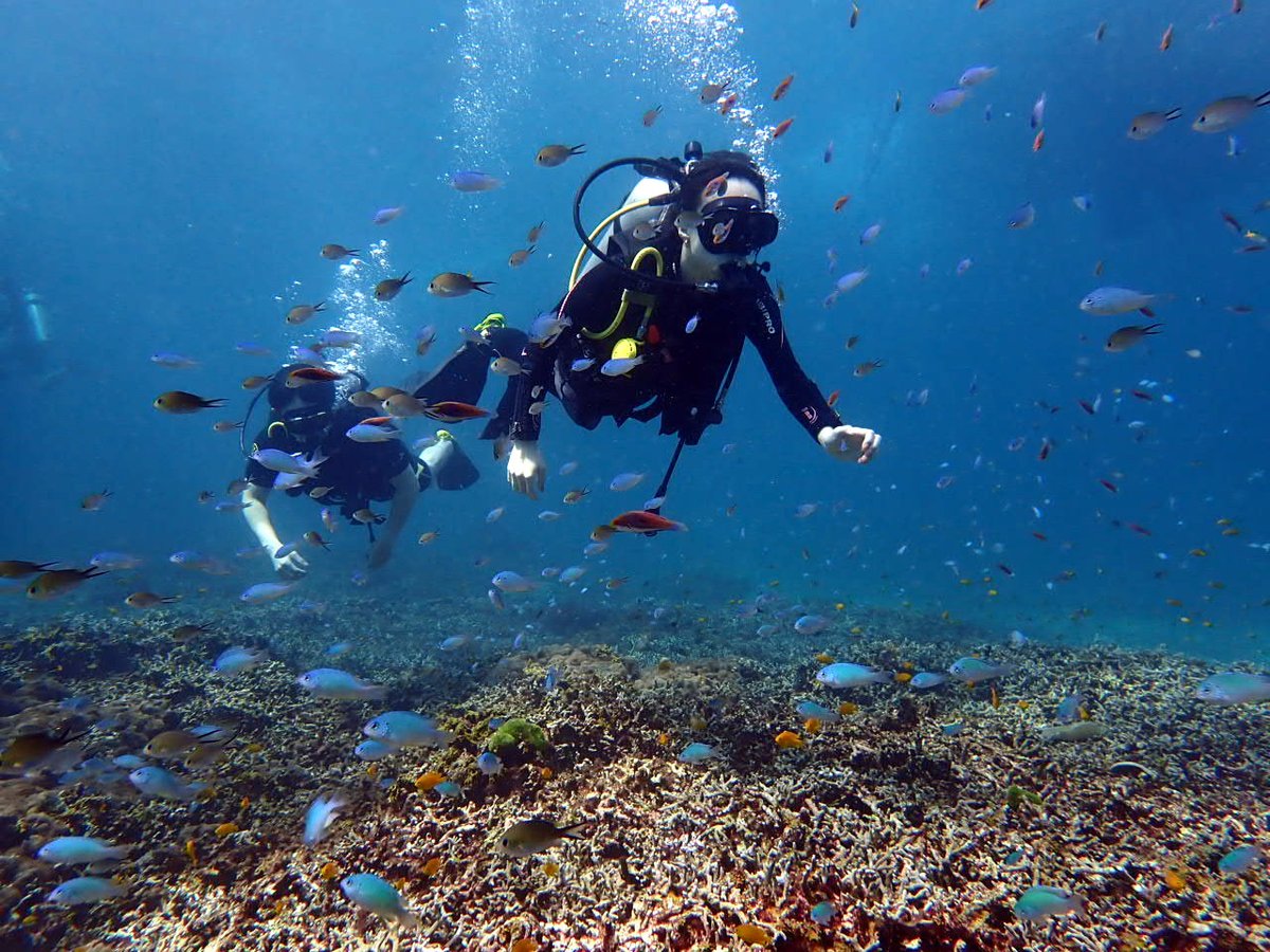 今日、初めての体験ダイビングをした女性。潜り始めはちょっとパニック。でも2本目になるとエダサンゴの上に群れるスズメダイの中を、こんなに上手に泳げるようになりました。ウミガメやカマスの群れに出会った様子も、ブログで
greendiverphuket.com/2024/12/14/12-…
#プーケット #ダイビング #phuket #diving