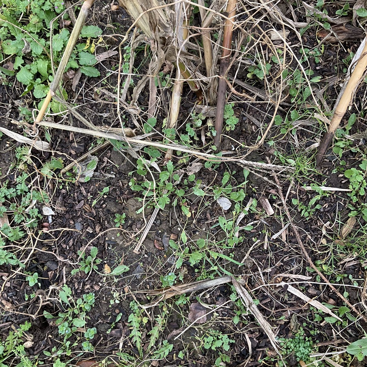 Simoncitizen's tweet photo. Sunday 15/12/24 at #Allotment #SweetCorn #DieBack evidencing the #HoaryCress is not beaten and the area will have to be covered back over with #DampProofMembrane #DPM https://t.co/j4XFqbDPxO