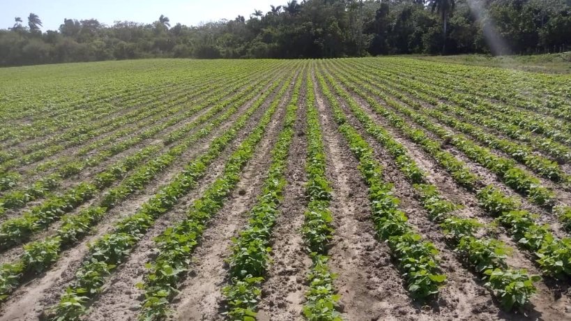 LorenzoOsbel's tweet photo. El chequeo a las tareas de la agricultura es prioridad en la #IslaDeLaJuventud #SentirPinero #SíSePuede https://t.co/7iG7yxfmAe