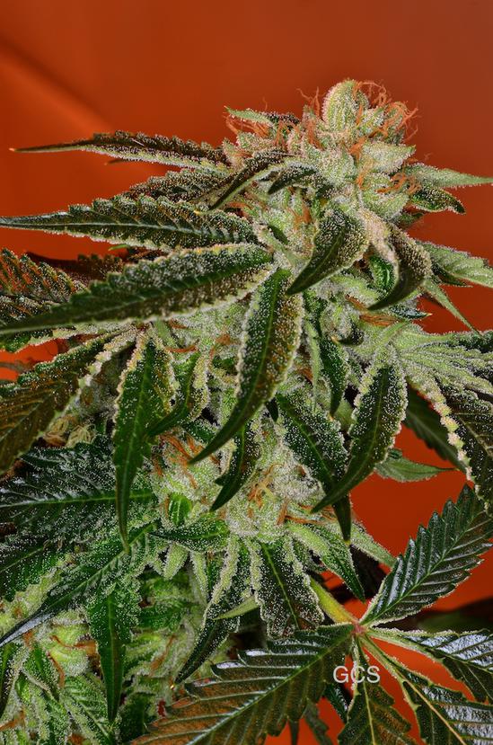 Herbie758930640's tweet photo. Golden Coast Genetics Fire OG
#GoldenCoastGenetics #FireOG #WhiteFire #Kush #DiabloOG #TriangleKush #Floridaborn #LAgrown #AllGasNoBrakes https://t.co/eEn40GVKbw