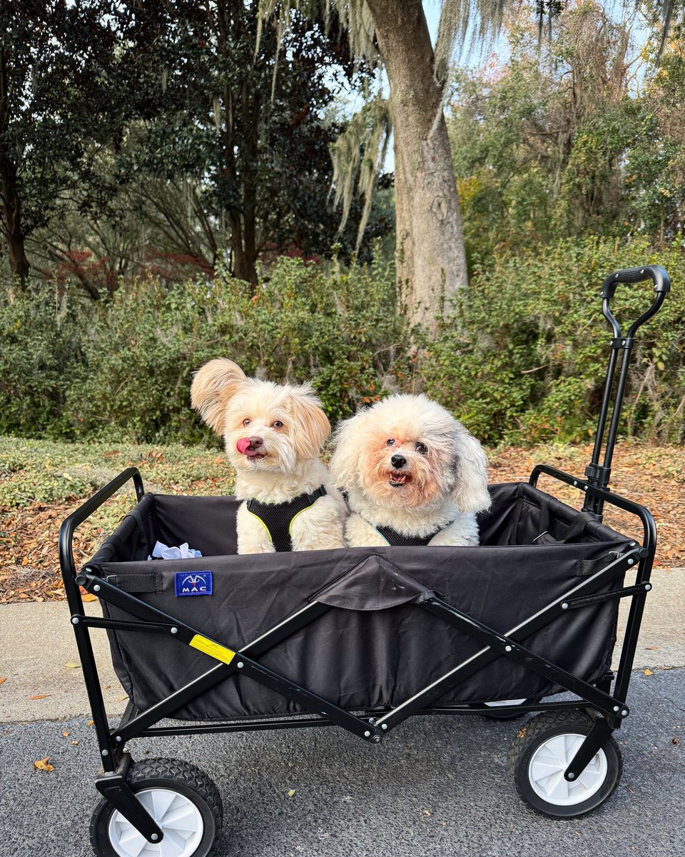 Miss Skye had to have another hip surgery, but is recovering well! She starts PT tomorrow. In the meantime, wagon walks!! 

#dogs #dogsoftwitter