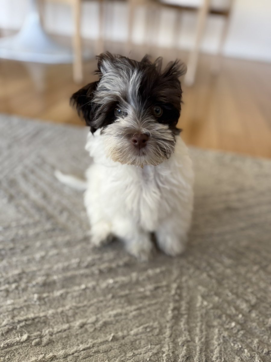 matt barash tweet media