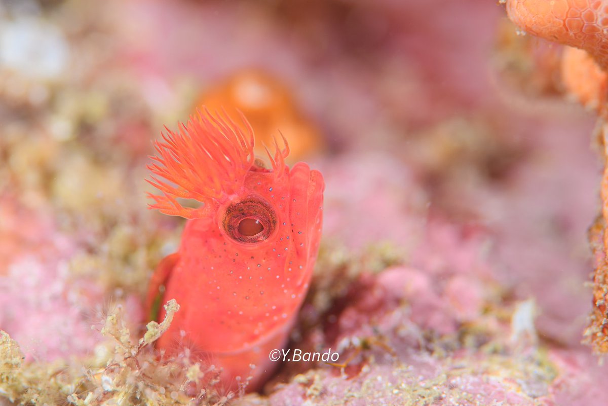 banchan12's tweet photo. 真赤な個体のコケギンボ
@highbridge1 @hidamari_studio
#女川 #ダイビング #水中写真 #マクロフォト #squbadiving #underwaterphoto #macrophotography #コケギンポ ギンポ https://t.co/dbK4tpp9N6