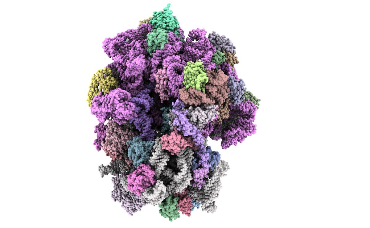 More ribosome structures solved by RAPPL (collaboration with <a href="/slavicaPD/">slavica pavlovic djuranovic</a>  and <a href="/Hashemyaser4/">Yaser Hashem</a>  Labs). This one is novel bacterial ribosome structure from 2ml culture and using method described in our preprint.

biorxiv.org/content/10.110…