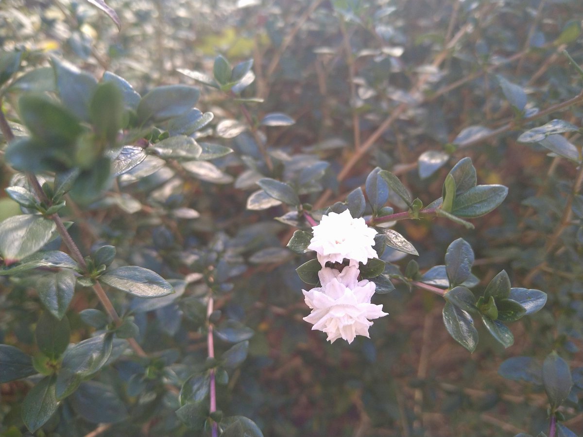 sougyokutei's tweet photo. 【今日の花】ハクチョウゲ(八重)。晴れの下馬より。#flowers #plants #snowrose #tonyo #世田谷 https://t.co/QMWMgp49DY