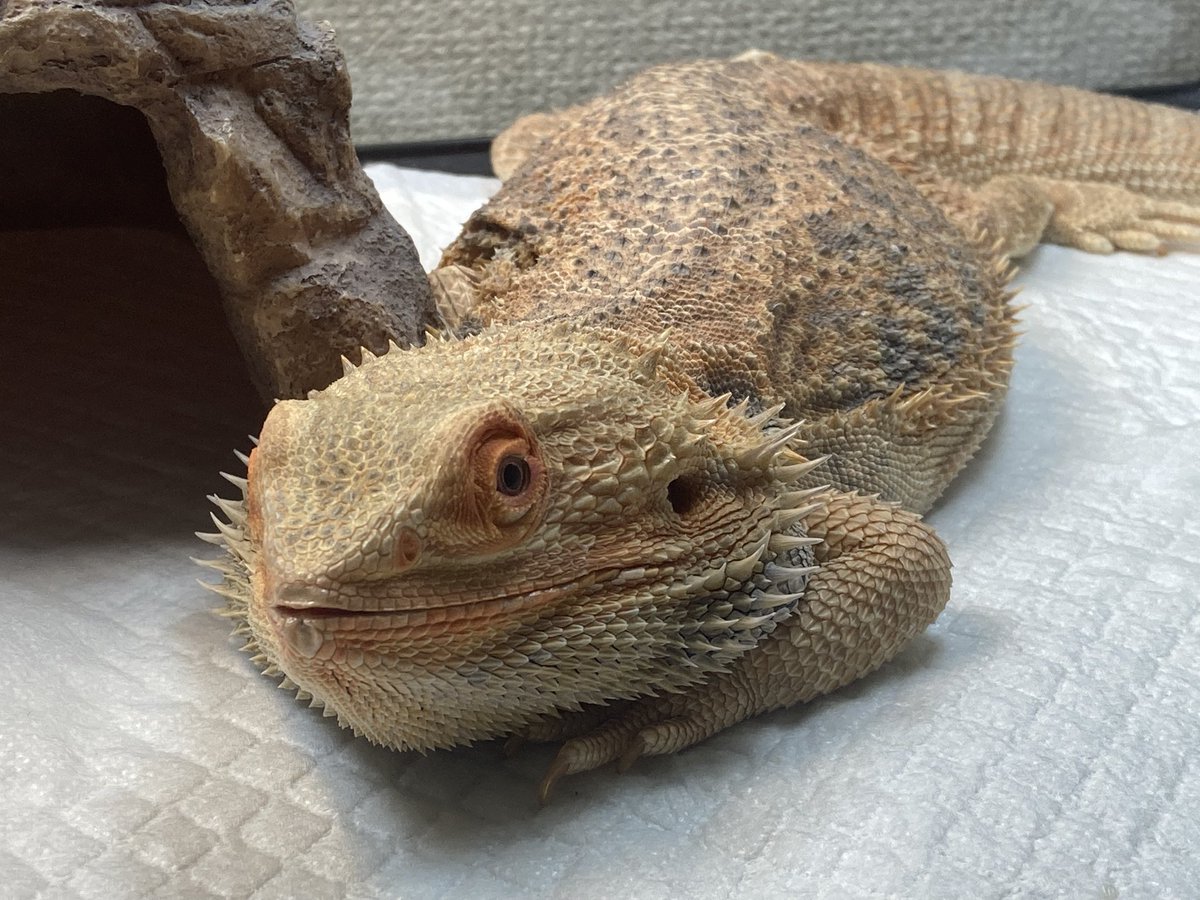 BDVulcan's tweet photo. 顎のせヴァルカン🦎

可愛い😍 https://t.co/26dIKQTJrO
