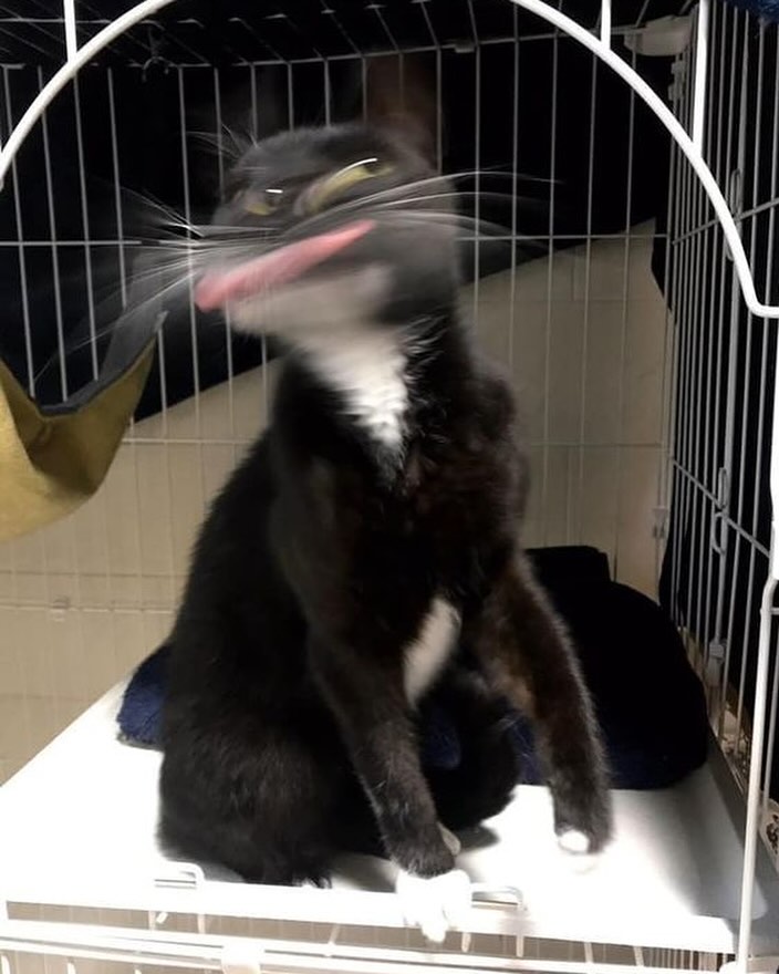 PunchingCat's tweet photo. https://t.co/56ercfgxuB
