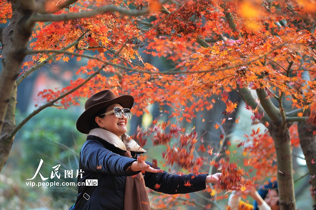 PDChinaLife's tweet image. Red maple leaves adorn the branches like splendid silk, adding a vibrant touch to the winter landscapes of Zhongshan Park in Qingdao, east China's Shandong Province. #leafpeeping