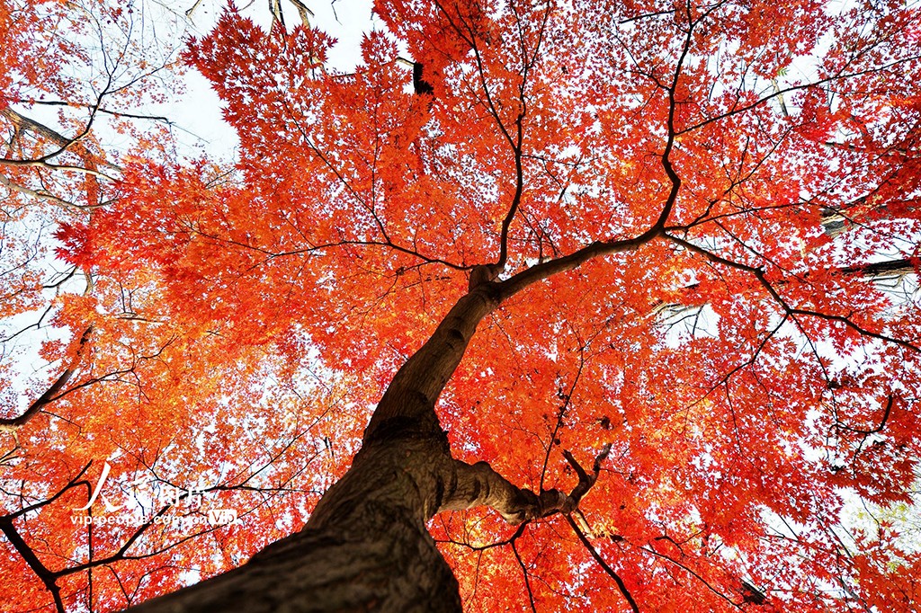 PDChinaLife's tweet image. Red maple leaves adorn the branches like splendid silk, adding a vibrant touch to the winter landscapes of Zhongshan Park in Qingdao, east China's Shandong Province. #leafpeeping