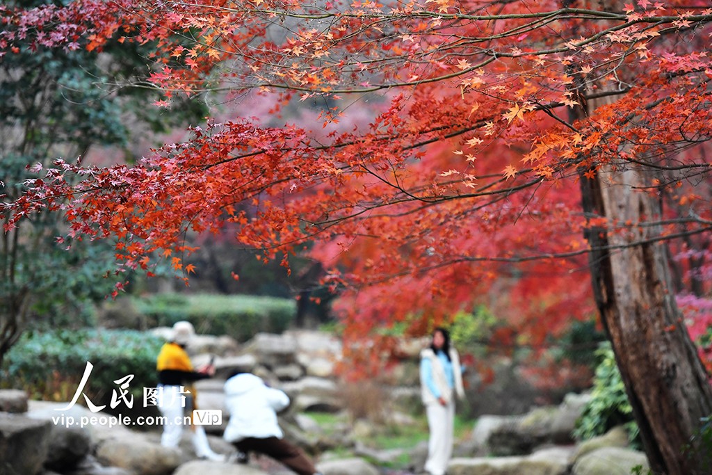 PDChinaLife's tweet image. Red maple leaves adorn the branches like splendid silk, adding a vibrant touch to the winter landscapes of Zhongshan Park in Qingdao, east China's Shandong Province. #leafpeeping