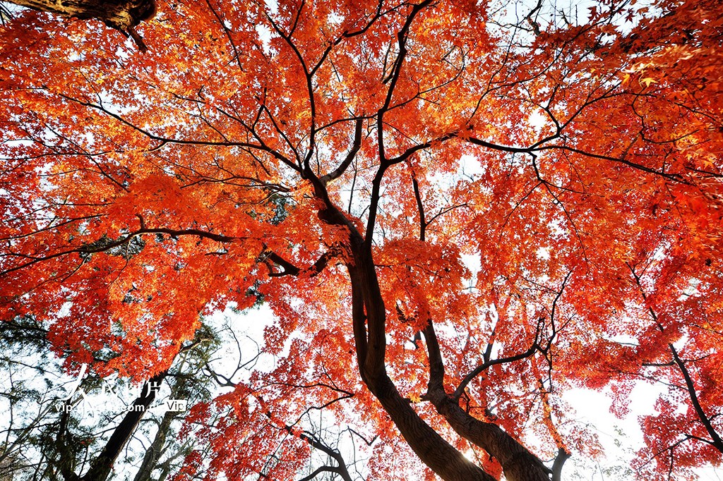 PDChinaLife's tweet image. Red maple leaves adorn the branches like splendid silk, adding a vibrant touch to the winter landscapes of Zhongshan Park in Qingdao, east China's Shandong Province. #leafpeeping