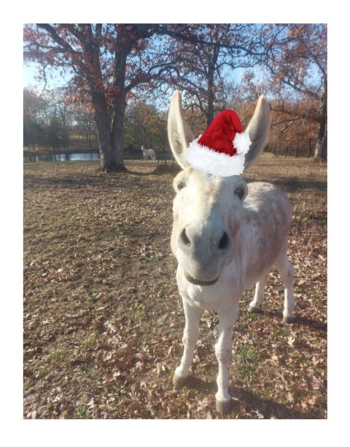 Just out here being SantaBill searching for the perfect donkey dad!!
I'm also looking for peppermints!! 🎄

#DonkeyDadSearch #SantaBill #iLoveMyMom #iLovePeppermints