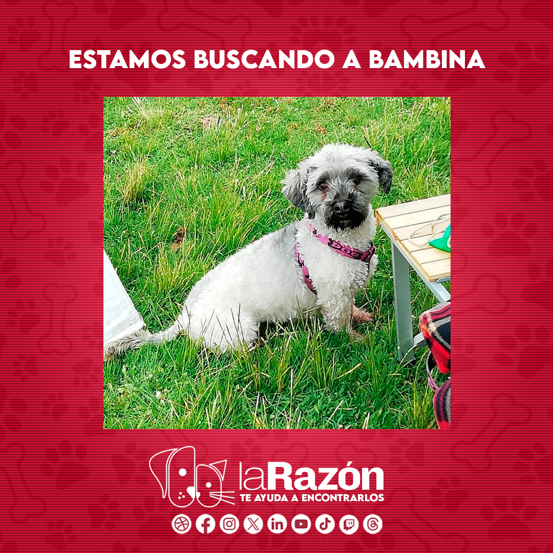 LaRazon_Bolivia's tweet photo. 🐾 ¡Juntos podemos encontrarlos! 🐾
En La Razón entendemos lo importante que es tu mascota. Por ello, La Razón te ayuda a encontrarlos, un espacio para difundir avisos de mascotas perdidas y que el mensaje llegue a más personas. ❤️🐶🐱
Cuanta más gente lo vea, más cerca estaremos de reunirlos. 🌟
¡Hagamos que cada huella vuelva a casa! 🏠
📲 Envía tu aviso al WhatsApp: https://t.co/zLCTyanIdc