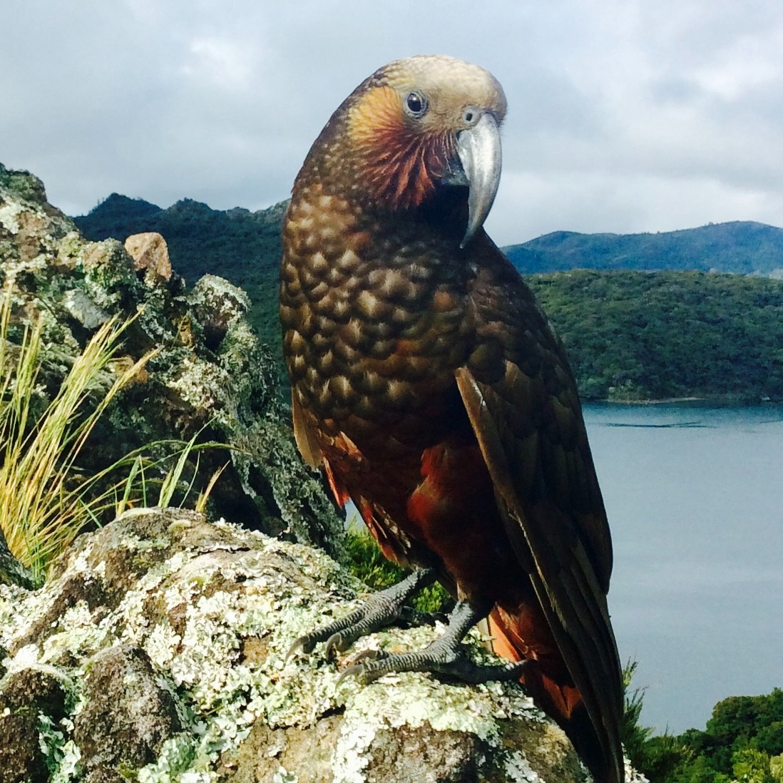The #BackyardBirding photo competition is back! We're relaunching everyone's favourite photo competition, with a special #nature prize for the winner! To go in the draw, all you need to do is upload your photo here: bit.ly/backyardbirdin….  📸 by Stuart Farquhar