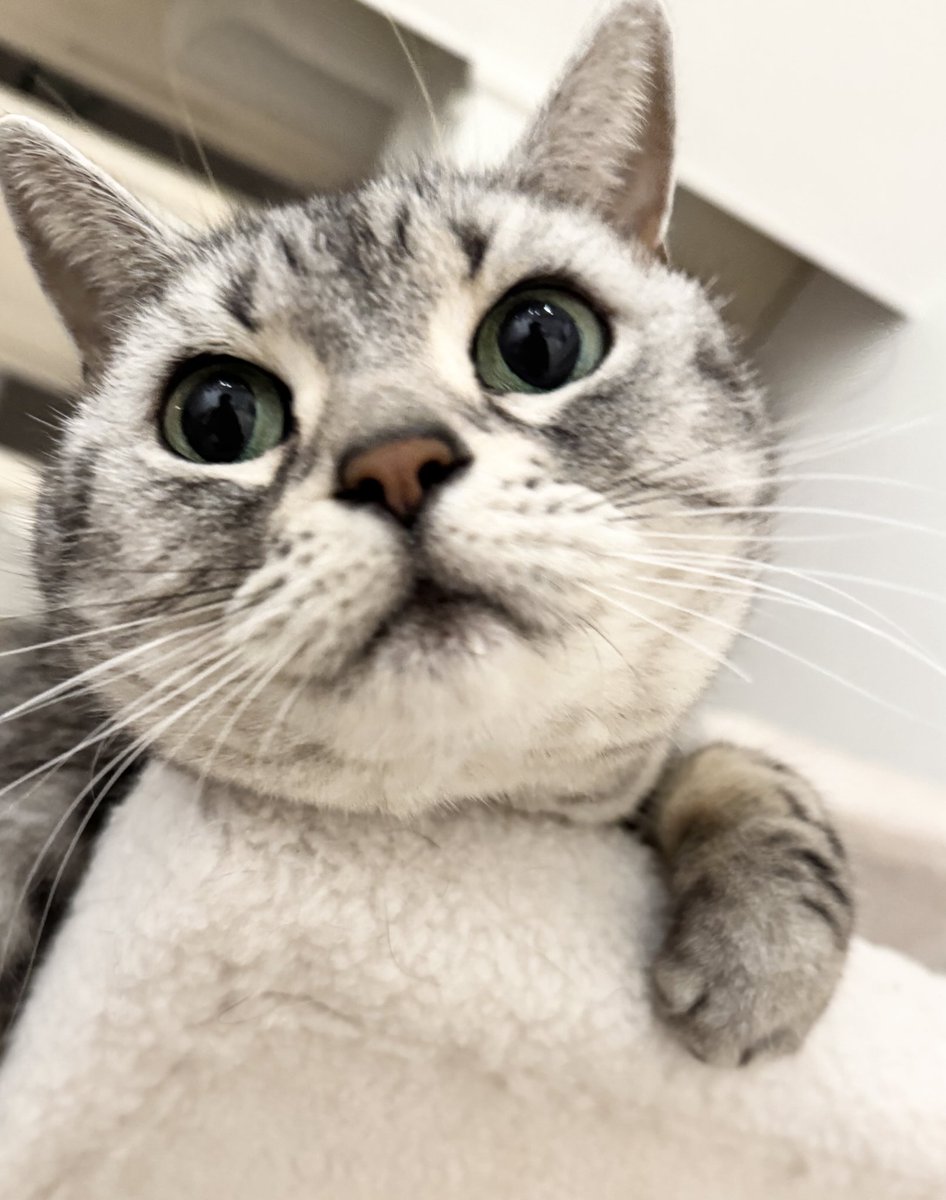 ▶️京都の猫😻りょう&すず tweet media