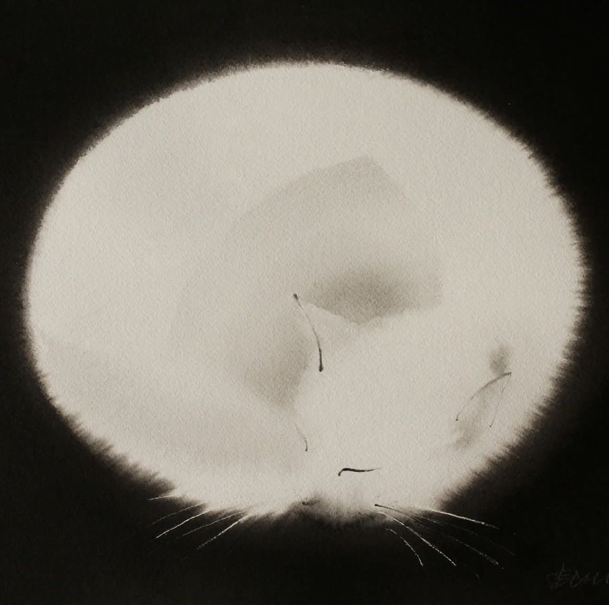 Xeo ¯³ tweet media