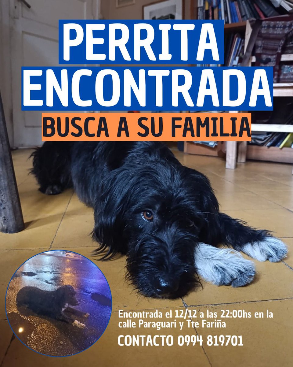 RocioRobledo's tweet photo. Por favor Tokorre, hasta que encontremos a la familia de esta perrita https://t.co/tdCceoy36R