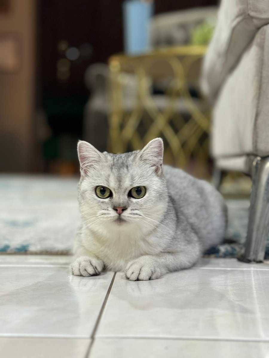amirnur20's tweet photo. Mencari kucing saya yang keluar tak balik-balik.

Minta orang Setapak Indah rt, dan kalau ternampak atau terambik harap boleh pulangkan.

Hilang sejak semalam 15/12/2024 pukul 9 pagi di Jalan 8C/6.

Kesian dekat wife, dia sampai tak lalu makan. Tolong ya https://t.co/3tojQAenH2
