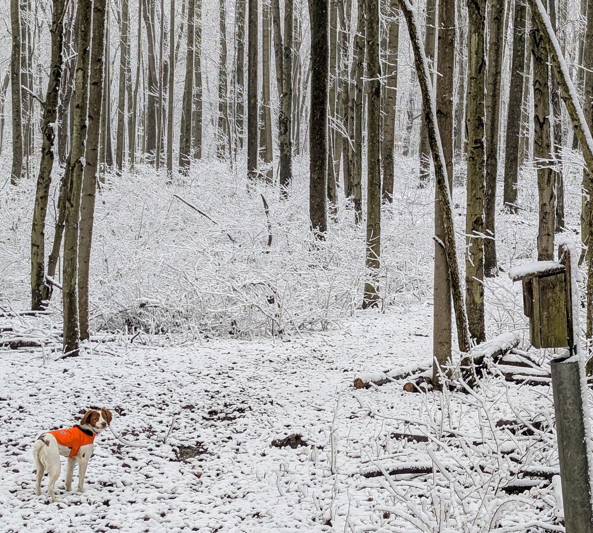 MudrockEnergy's tweet photo. @clintbarnette We had to break out a new vest this week. She was too hard to see in the woods. I'm guessing that's not a problem you have very often. https://t.co/LjuzyI46qY