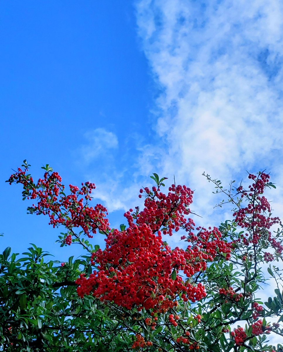 こんにちは世界*^ω^)ﾉ"🌍
ピラカンサの花言葉は〘愛嬌〙〘美しさはあなたの魅力〙〘燃ゆる想い〙🌹
全てのことに心を燃やして🔥情熱的になれたら💃素敵な人になれるかな🥰