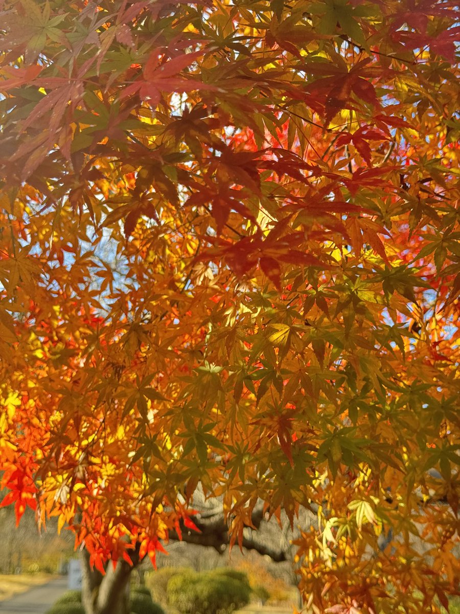 mintohinata's tweet photo. クルマのナンバー簡単に取り外して写真撮影する姿をみてわたしもそれが出来たら編集せずに投稿ができるのかァと羨ましく思ったです https://t.co/YIj1pRDwxr