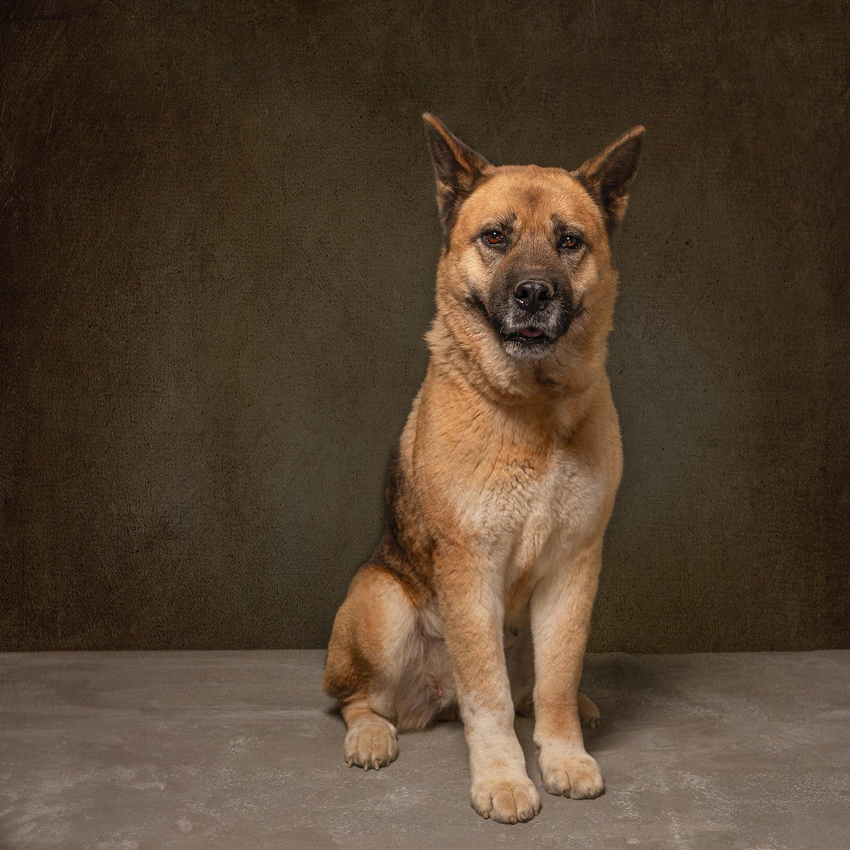 HELA_MORE's tweet photo. La elegancia y belleza representadas por nuestra rescatada Lilo 😍
Que esperan para adoptarla 👇🏻

•5 años 
•talla grande
•protocolo completo 
•convive bien con otros perritos

Si quieren fotos así de bonitas de sus perritos o de ustedes no duden en contratar los servicios de https://t.co/oJT03CZP9p

Estamos en CDMX