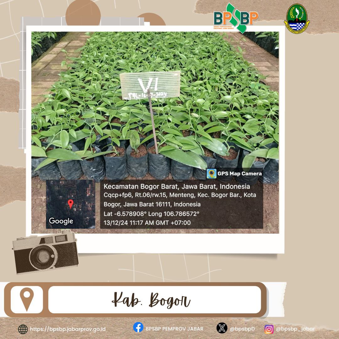 Sampurasun  #wargibun🌱

🍃🌱 Sertifikasi Benih Vanili di BSIPTROA Bogor 🌱🍃

BPSBP melaksanakan kegiatan sertifikasi benih vanili di BSIPTROA Bogor. 

@gandjar_yudniarsa  
<a href="/humas_jabar/">Inspirasi Jawa Barat</a> @bppdisbun @balaibenihbun1_jabar <a href="/disbunjabar/">Disbun Jabar</a>