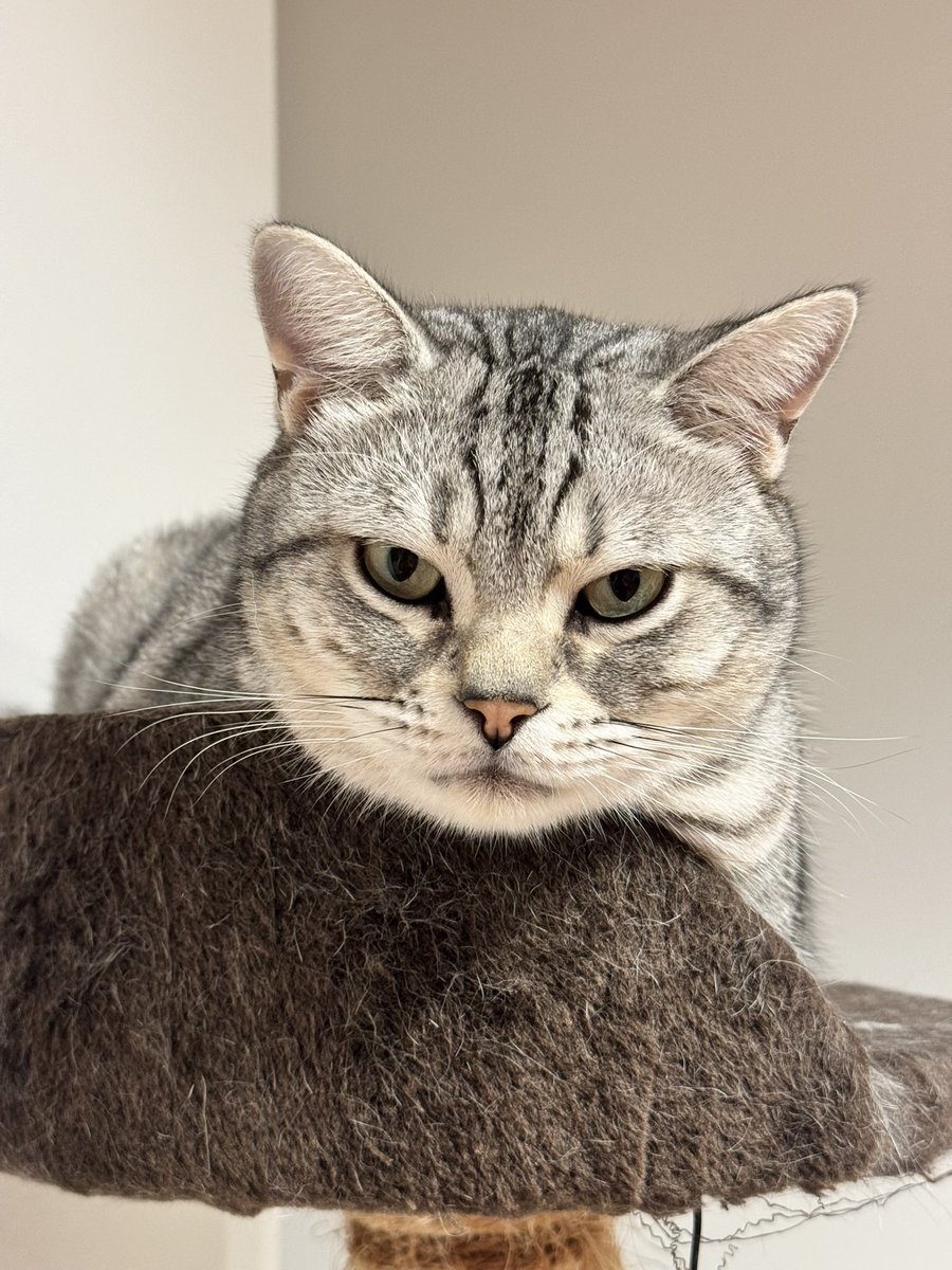 ✨😸Nyanko😸✨ tweet media