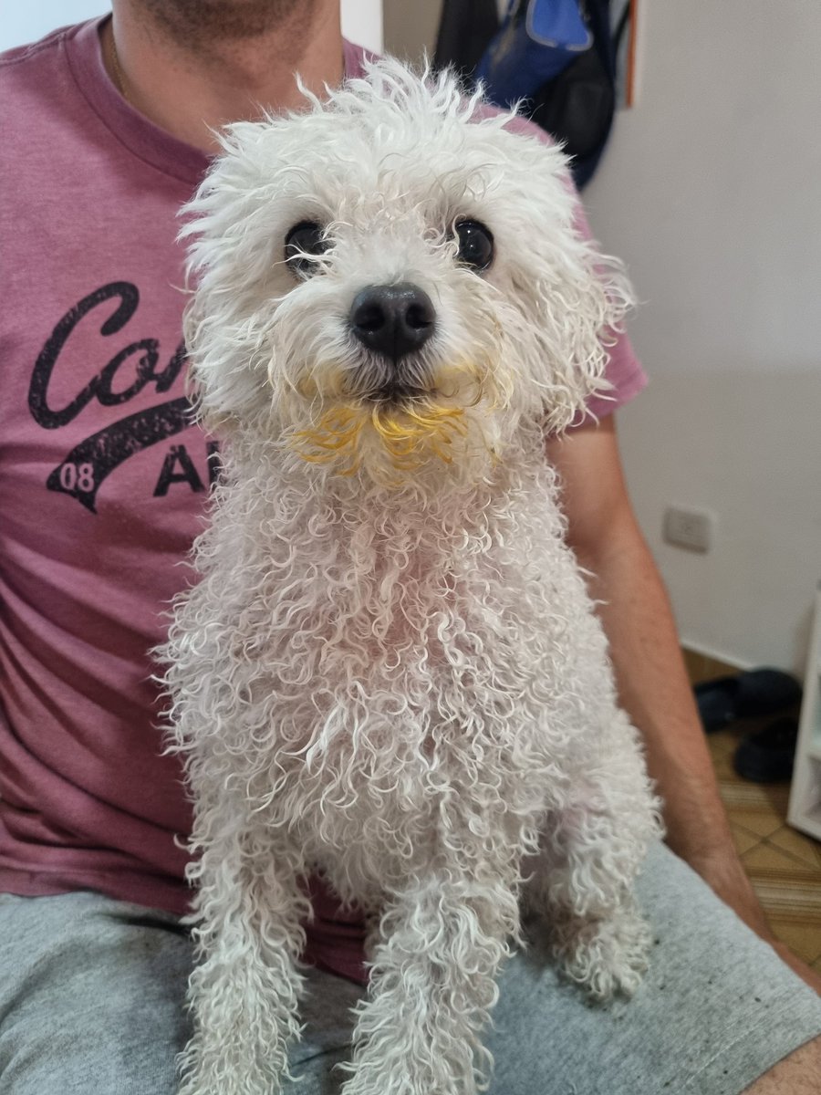 Ericadenised's tweet photo. @twaniimals Recién bañado pero comió tuco https://t.co/mM1C8FaEq5