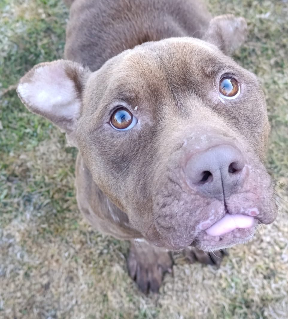 Fundación Toby tweet media