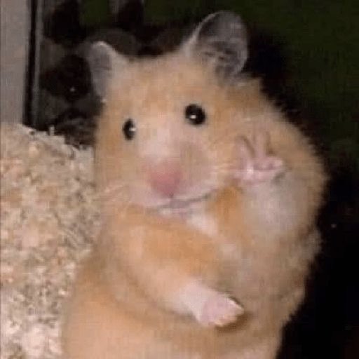 쿠쿠룽 tweet media