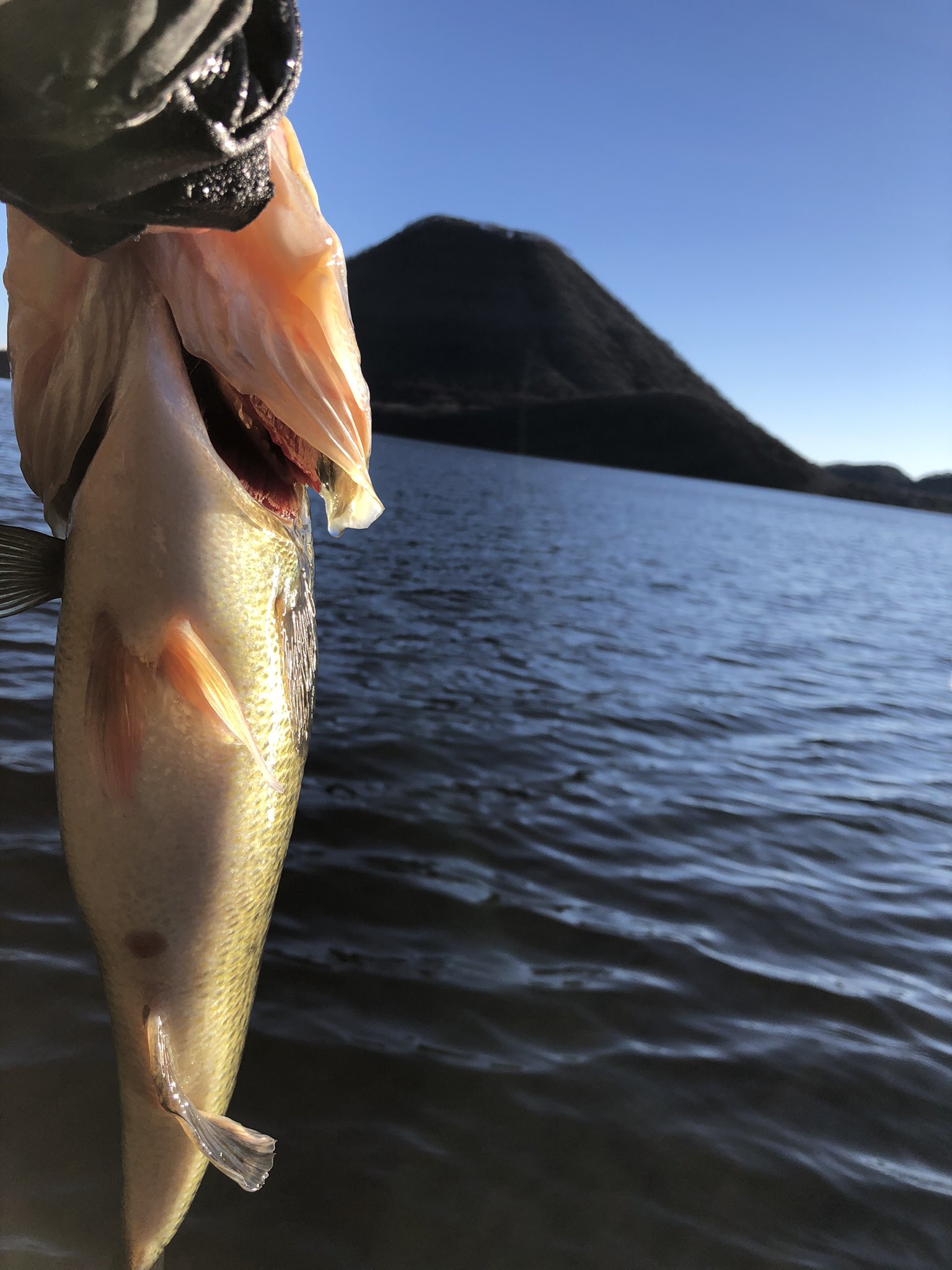 片倉ダムレコード】ロクマル60cm4000gジャストを本気食いさせた