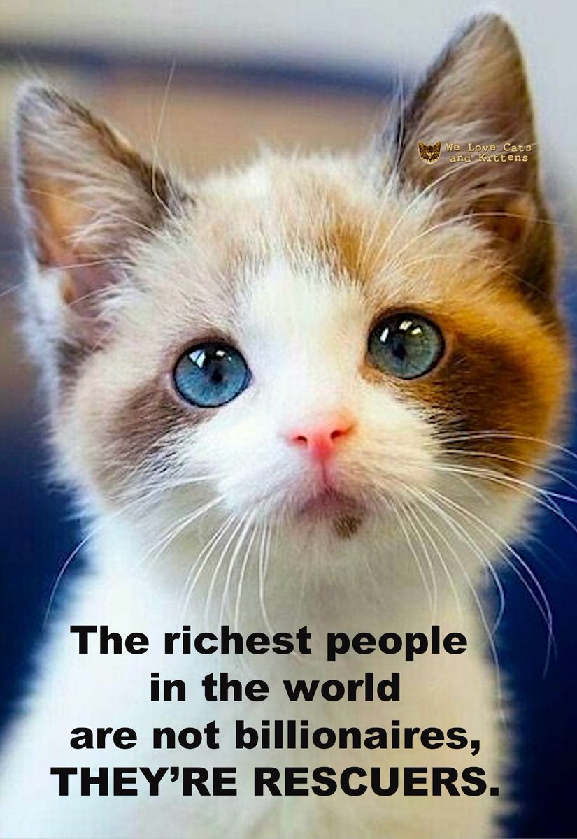 Cats and Kittens (@catsnkittys) on Twitter photo 