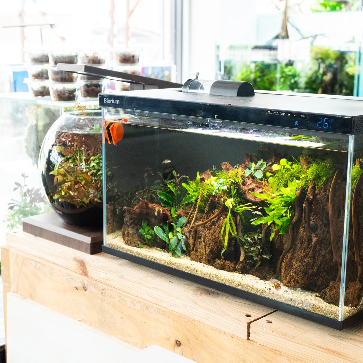 Amazon | ERAARK水槽 アクアリウム ベタ水槽セット 熱帯魚