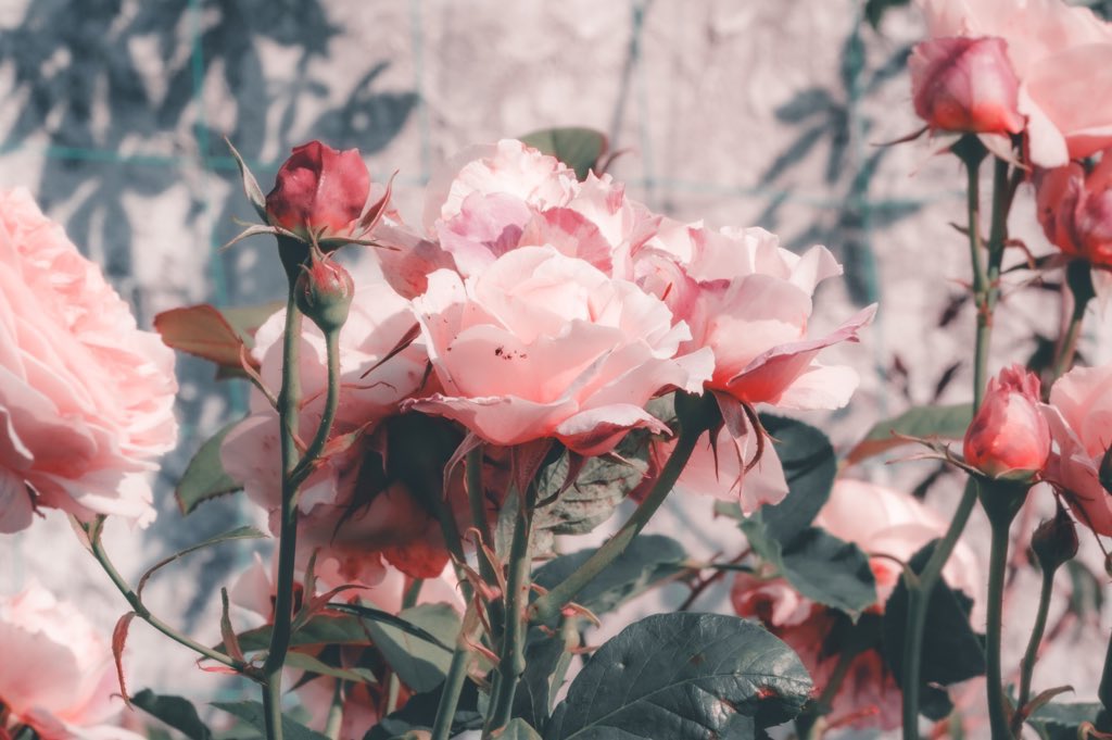 _pryo_'s tweet photo. 薔薇の詰め合わせ🌹 https://t.co/OZxowrIqIS