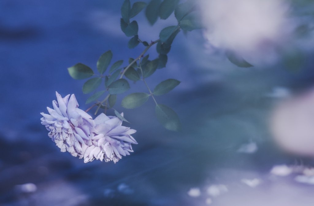 _pryo_'s tweet photo. 薔薇の詰め合わせ🌹 https://t.co/OZxowrIqIS