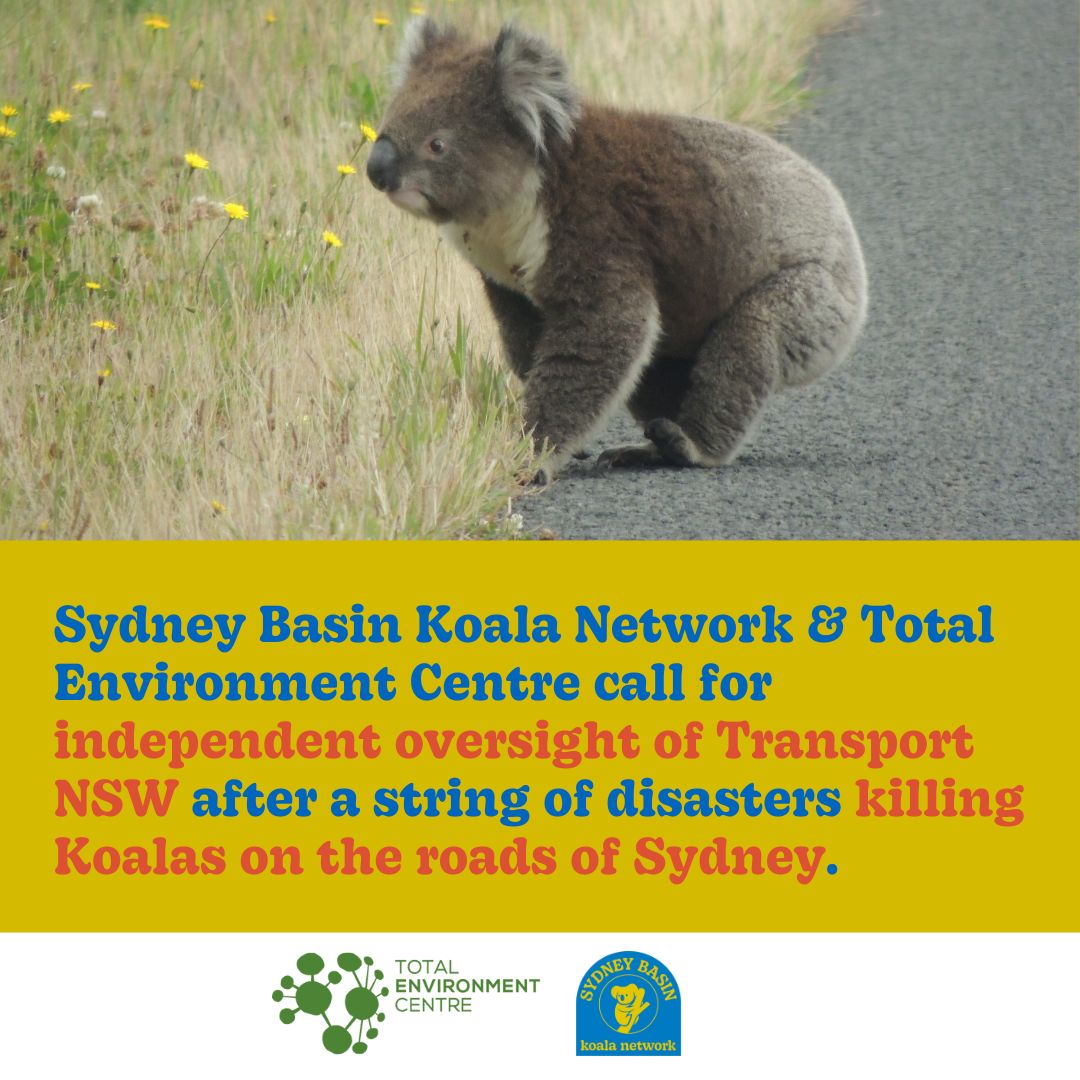 Sydney Basin Koala Network tweet media