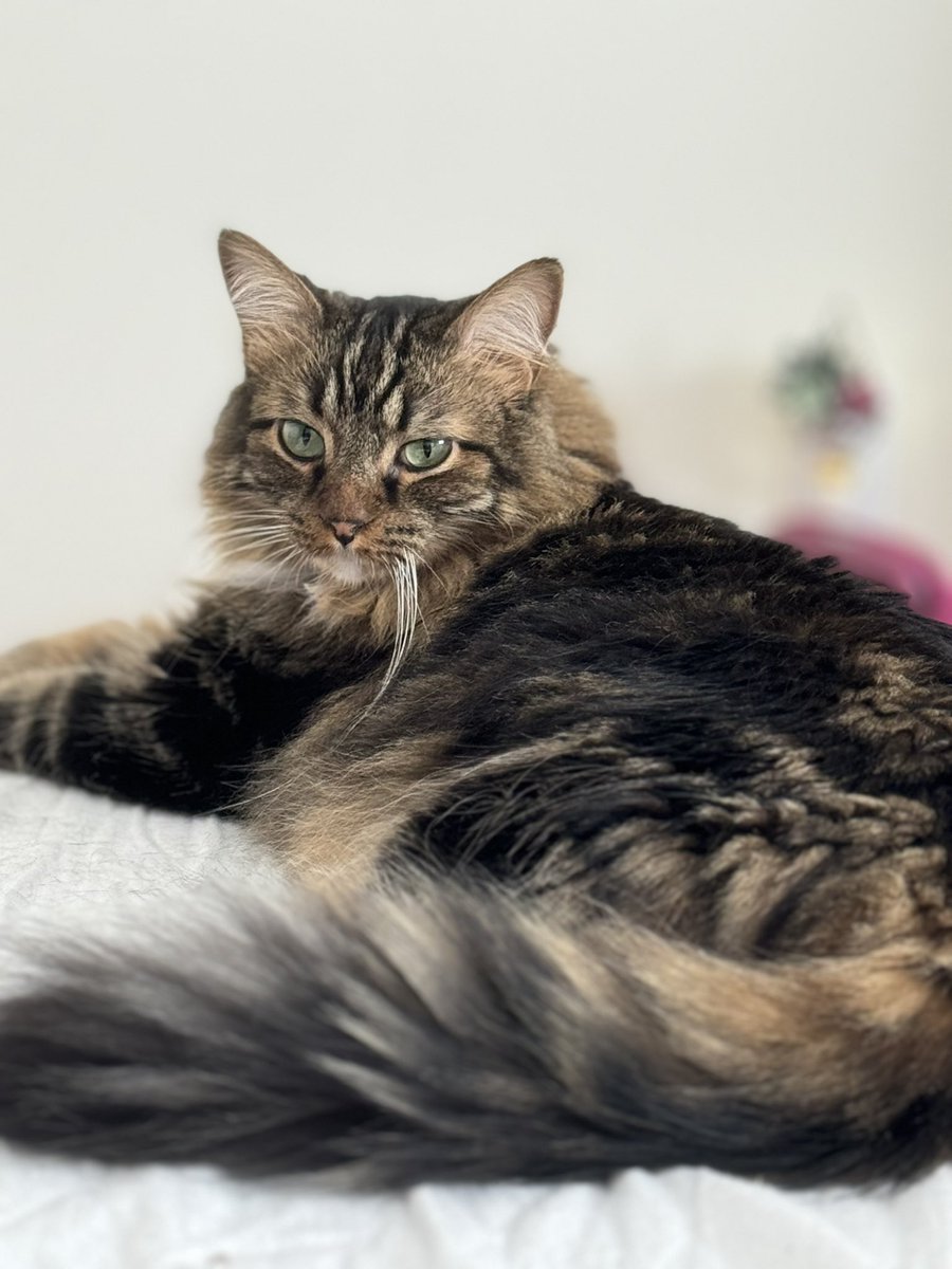 sunGstaa's tweet photo. I have the most handsome cat in the world https://t.co/ZmOAmoVFPx