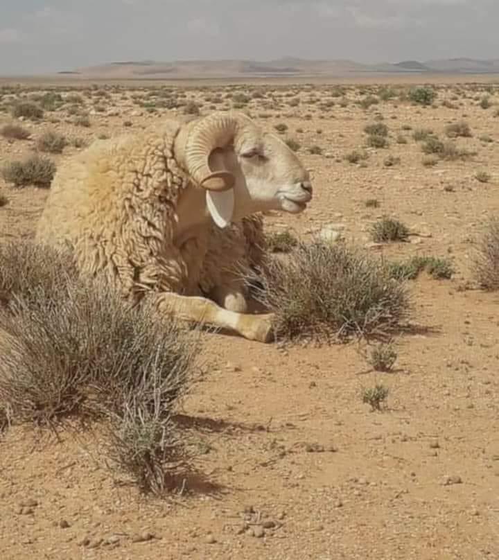 abulyne3's tweet photo. يحكي ان كان هناك راعي غنم عند سيدنا سليمان بن داوود يرعى الغنم أتى عليه ذئب وقال له أعطني نعجة !؟ فقال له الراعي الغنم لسيدنا سليمان بن داوود وما أنا إلا حارس عليها وراعيها فقال له الذئب أذهب لسيدنا سليمان واسأله أن يعطيني نعجة !؟ 

فقال له الراعي .. https://t.co/GwbbDfX4aL