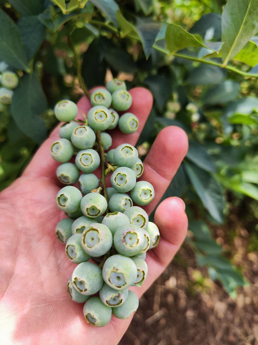 DieAgro's tweet photo. Nuestra producción de #Arandanos #sinquimicos #parral @KarinaTapiakary #KadiCowork https://t.co/DDftwUmnIN
