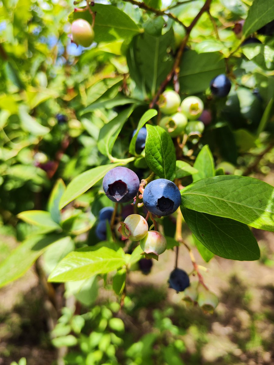 DieAgro's tweet photo. Nuestra producción de #Arandanos #sinquimicos #parral @KarinaTapiakary #KadiCowork https://t.co/DDftwUmnIN