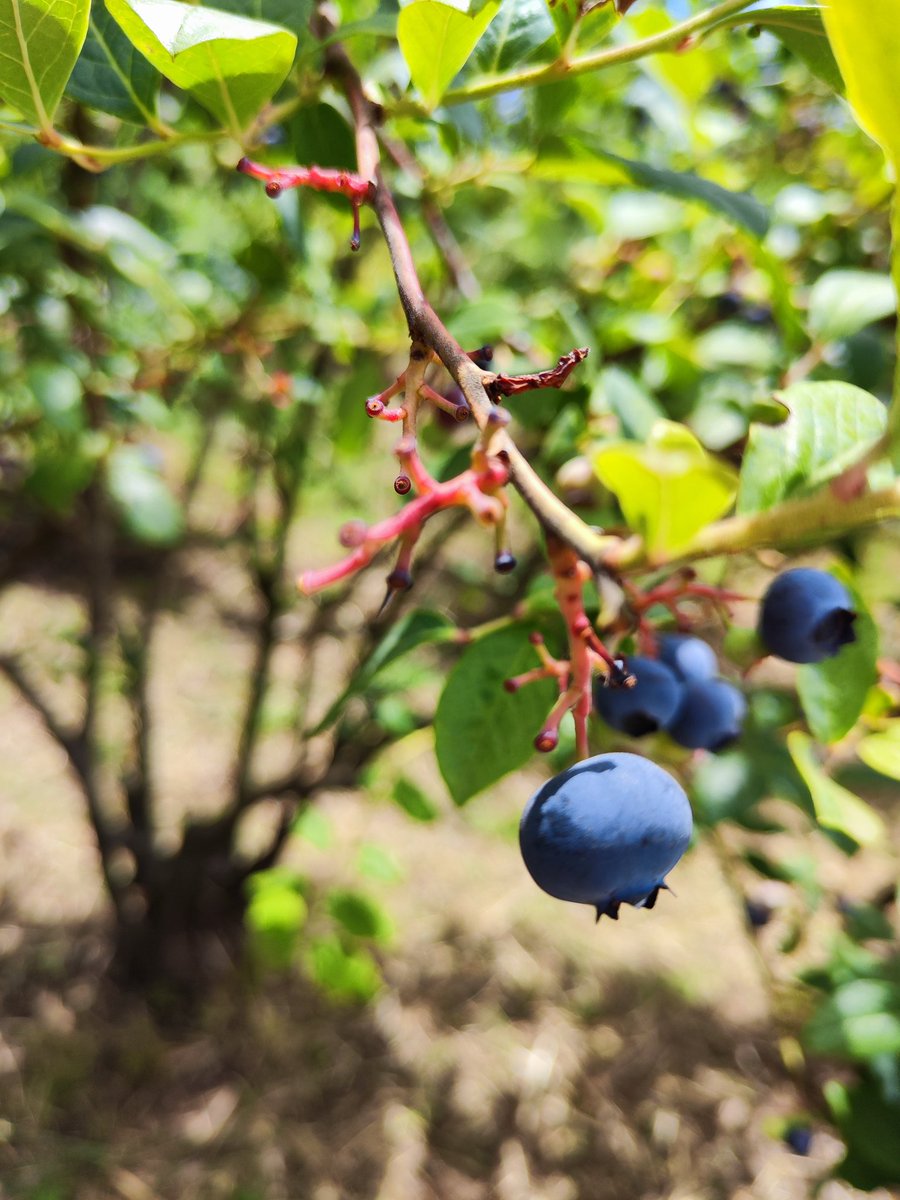 DieAgro's tweet photo. Nuestra producción de #Arandanos #sinquimicos #parral @KarinaTapiakary #KadiCowork https://t.co/DDftwUmnIN