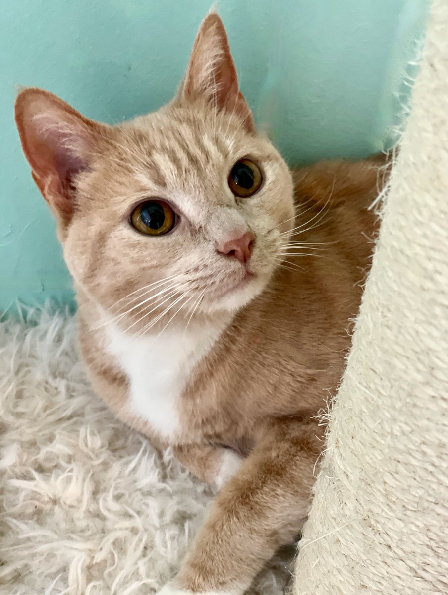 We need homes for all our #cats, but Donna is a priority. She has PTSD &amp; requires a quiet 🏠 as the only pet. Please share to help find the right person for her! Thank you🙏 #pets #adoptdontshop #dmv #adoptme #cat #sunday #monday #mondayvibes #positivemindset #va #nova #dc #love