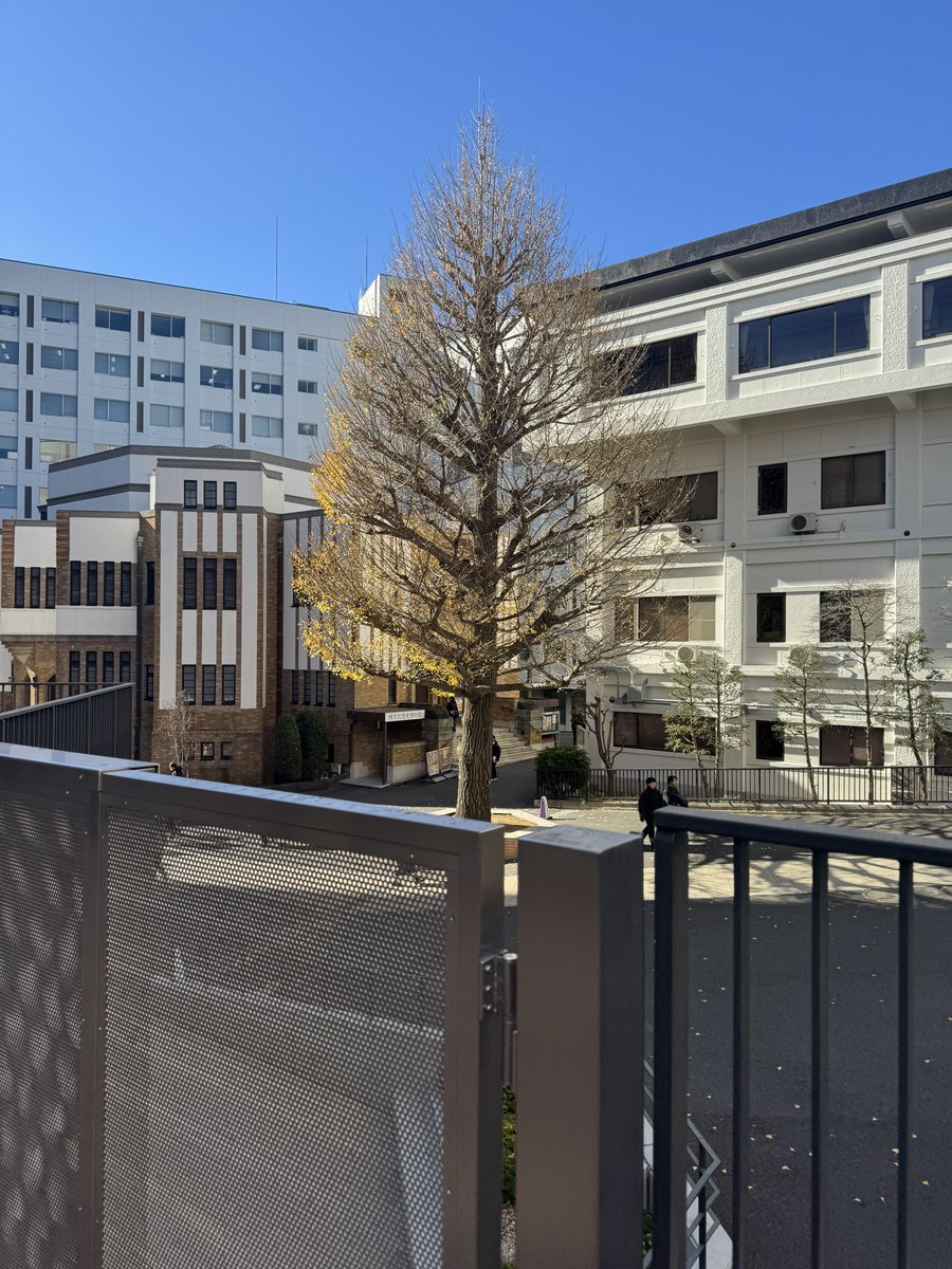 本日で、開館【10日目】！

ついに最終週となりました🥲

本日の開館時間も、
10:00~16:30（最終入場 16:15）
となります✨️

皆様のご来館お待ちしております💁‍♀️

禅博前のイチョウですが、ほとんどが落葉してしまいました💦

#達磨とだるまさん 
#だるま
#駒澤大学 
#駒澤大学禅文化歴史博物館