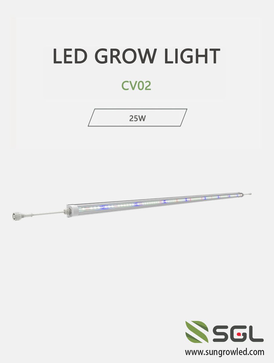 LunaChen2409's tweet image. How to Achieve Year-Round Planting of Kale in Vertical Farms?

Click here for more information:sungrowled.com/Product/1397.h…
#kaleplanting #verticalfarm #LEDplantlight #LEDgrowlight #verticalfarmplanting #greenhouseplanting #fruitandvegetableplanting #flowersandplants #agriculturaltech