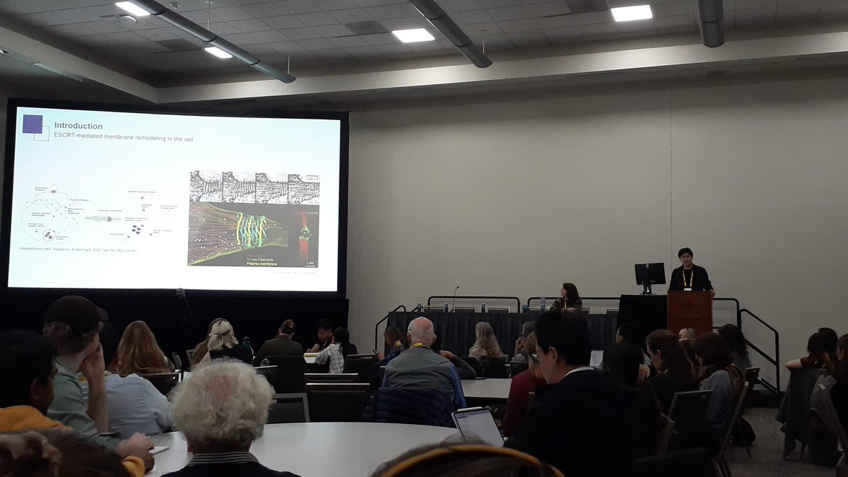 JoshuaTran_guv's tweet image. It was a great pleasure to present my work at the In Vitro Organelles Subgroup at #CellBio2024 ! Many thanks to the organizers, staff, speakers and those who came to listen!
I have my poster, B163, on Tuesday, the 17th at 11h15, to discuss more about membrane bending!